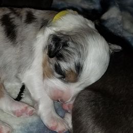 Australian Shepherd Puppies from Aussie Knights Kennel