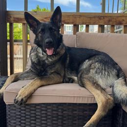 Zara - German Shepherd