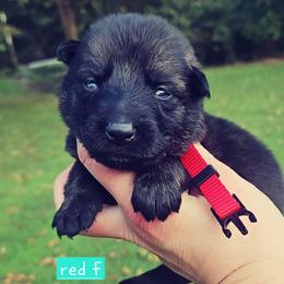 Red collar - Sable female German Shepherd puppy in Dexter, Missouri from Vom Morris Haus German Shepherds