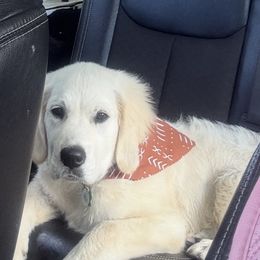 Golden Retriever Puppies from Chastity's Golden Retrievers