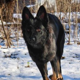Novey - German Shepherd