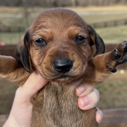 Donatello - Red Dachshund puppy in Salvisa, Kentucky from Howell’s Hounds