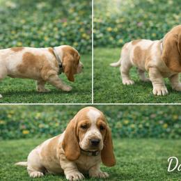 Daisy - Red and white female Basset Hound puppy in Manorville, New York from Lil Family Farm