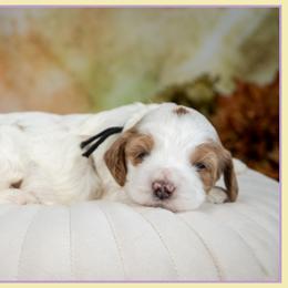 Girl 6 - female Cockapoo puppy in Connersville, Indiana from Deaz Doodle Ranch