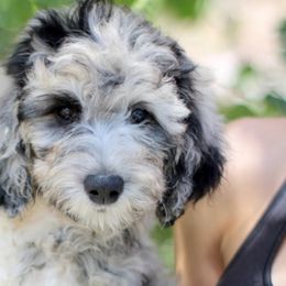 Boy 3 - Blue merle Aussiedoodle puppy in Dripping Springs, Texas from Doodle Ranch