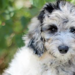 Boy 3 - Blue merle Aussiedoodle puppy in Dripping Springs, Texas from Doodle Ranch