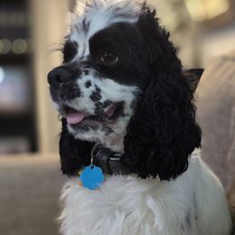 Jazz - Cocker Spaniel