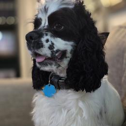 Jazz - Cocker Spaniel