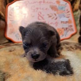 KODA 5 - Black parti male Pomeranian puppy in Lore City, Ohio from Tonia's Pomeranians