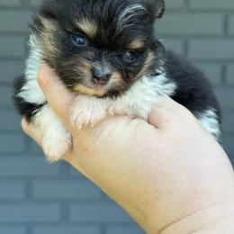 Wish - Black and tan parti female Pomeranian puppy in Newark, Ohio from Keeperofstars Pomeranians