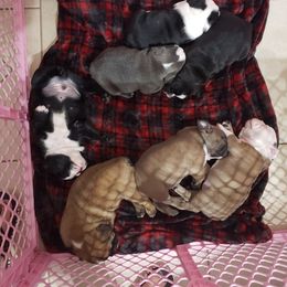 Bulldog Puppies from Laurie Juneau's Bulldogs