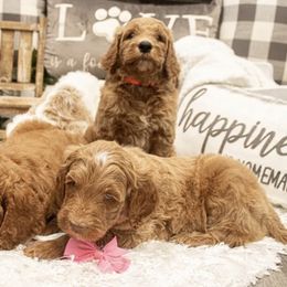 Goldendoodle Puppies from Best Doodles