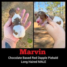 Marvin - Dapple male Dachshund puppy in Quitman, Mississippi from S-and-A Kennels