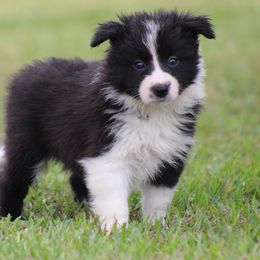 Hero - Black male Border Collie puppy in Tylertown, Mississippi from Cool Meadow Farms