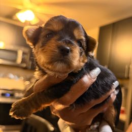 Handsome - Black and tan male Yorkshire Terrier puppy in St. Louis, Missouri from Yorkies by Danner