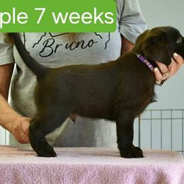 Boy 1 - male Labrador Retriever puppy in Olivehust, California from Dogwood Labradors