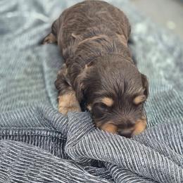 Hershey - Chocolate male Cavapoo puppy in Decatur, Illinois from Petite Pups