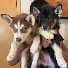Samoyeds and Siberian Huskies from Snow Pups