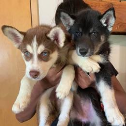 Samoyeds and Siberian Huskies from Snow Pups