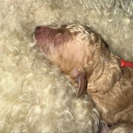 Red Collar - Red  male Goldendoodle puppy in Winchester, Tennessee from Mahaffey’s Doodles
