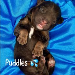 Puddles - Chocolate male Cavapoo puppy in Cameron, South Carolina from Sassy Sailor & Company