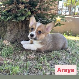 Araya - Red Pembroke Welsh Corgi puppy in California from Belo Star Corgis