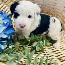 Linus - Black and white male Aussiedoodle puppy in Hamilton, Michigan from White Pine Farm