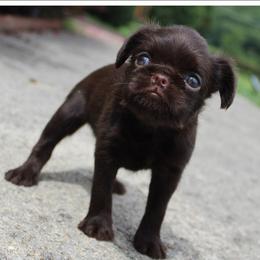 Dark choc rough - Brown female Brussels Griffon puppy in Huntsville, Alabama from Tammy's Brussels