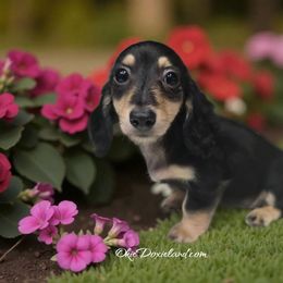 Shayla - Black and cream female Dachshund puppy in Oklahoma City, Oklahoma from OkieDoxieland Dachshunds
