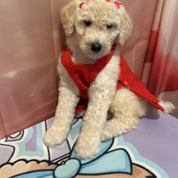 Allie - White female Poodle puppy in Mobile, Alabama from Semmy’s Standard Poodle LLC