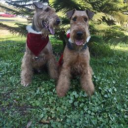 Airedale Terrier All Grown Up from Black Opal