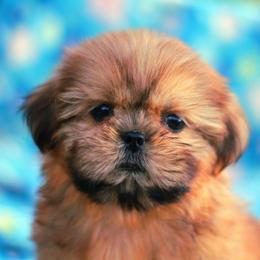 Mister ChiliPepper - Red male Shih Tzu puppy in Cartersville, Georgia from Autumn Breeze Shih Tzus and Friends
