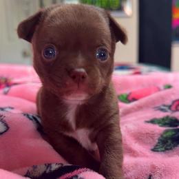 Uno - Chocolate male Chihuahua puppy in Charlotte, North Carolina from Lawinski’s Chihuahua World