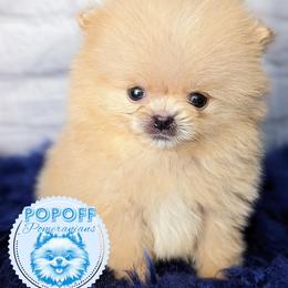 Pomeranian Puppies from Pop Off Pomeranians