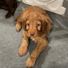 Royal blue - Red male Irish Doodle puppy in Surprise, Arizona from Huckleberry Doodles