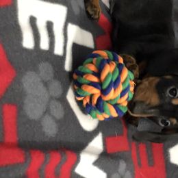 Dachshund Puppies from Wee-Lil Miniature Dachshunds