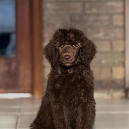 Iris - Brown female Poodle puppy in Midwest City, Oklahoma from Strawberry Hill Puppy Patch
