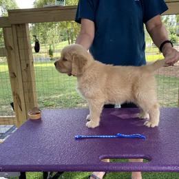 Boy 2 - Golden Retriever puppy in Calhoun, Georgia from Raya Golden Retrievers