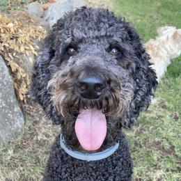 Gracie - Poodle