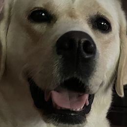 Labrador Retrievers from Meridian Labradors