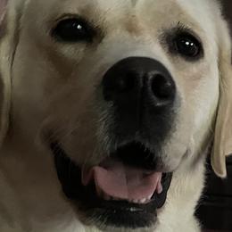 Labrador Retrievers from Meridian Labradors