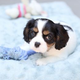Cavalier King Charles Spaniel Puppies from Cassie’s Cavaliers