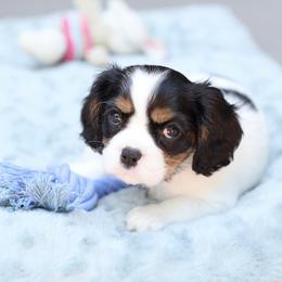 Cavalier King Charles Spaniel Puppies from Cassie’s Cavaliers