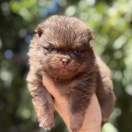 Boy 2 - Chocolate and tan male Pomeranian puppy in Newport Beach, California from Exotic City Pomeranians and chihuahuas