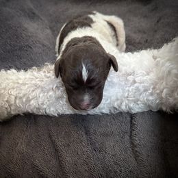 Puppy 6 - Brown roan female Lagotto Romagnolo puppy in Chico, California from Anna’s Lagottos