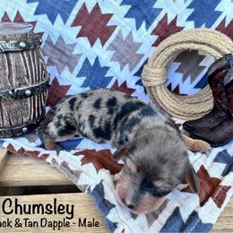 Chumsley - Dapple male Dachshund puppy in Duncan, Arizona from Bootheel Doxies