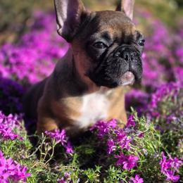 (M2) T Man aka Tax - Fawn and white male French Bulldog puppy in Springfield, Missouri from #1 Frenchies aka Nokie's Bullies