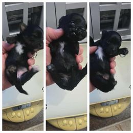 Yorkshire Terrier puppies from Mandy's Miracles