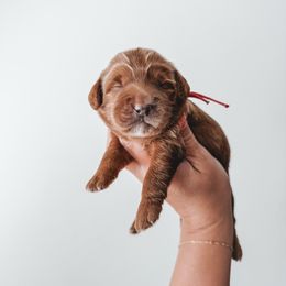 Pink - Red  female Goldendoodle puppy in Beaverton, Oregon from Henry Elliots
