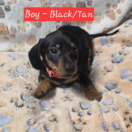 Dachshund Puppies from Rose Valley Doxies